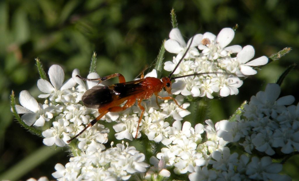 Verosimile Cremnops desertor